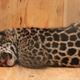 Illustration for article titled ZOMG BABY JAGUAR!!!